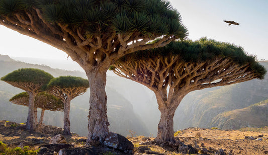 The Crimson Legacy: Unveiling the Mystique of Socotra's Dragon’s Blood