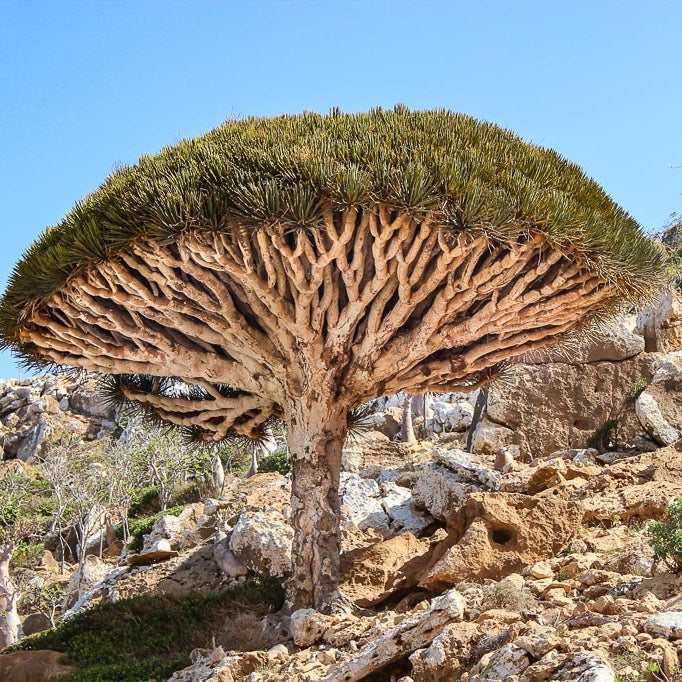 Dragon's Blood (Socotra Island)