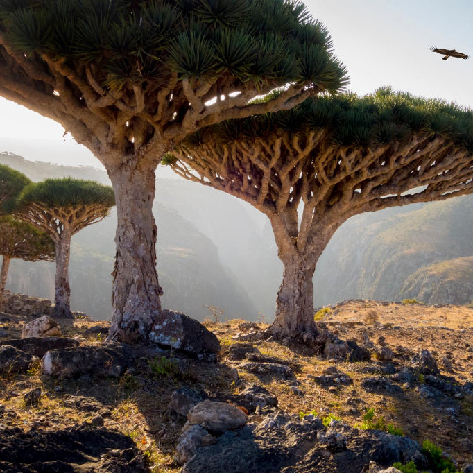 Dragon's Blood (Socotra Island)
