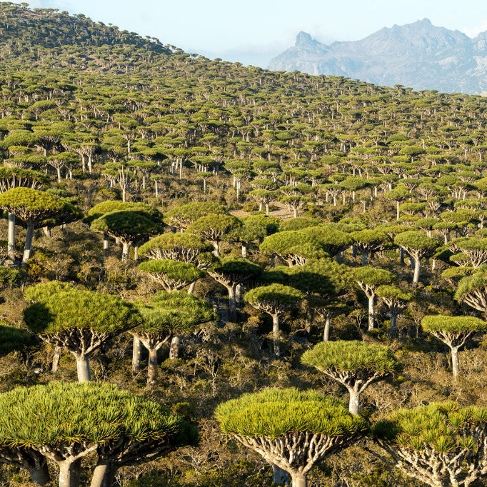 Dragon's Blood (Socotra Island)