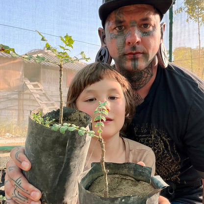 Plant a Frankincense Tree