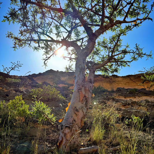 Plant a Frankincense Tree