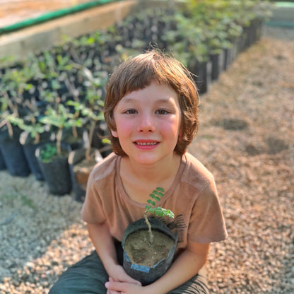 Plant a Frankincense Tree
