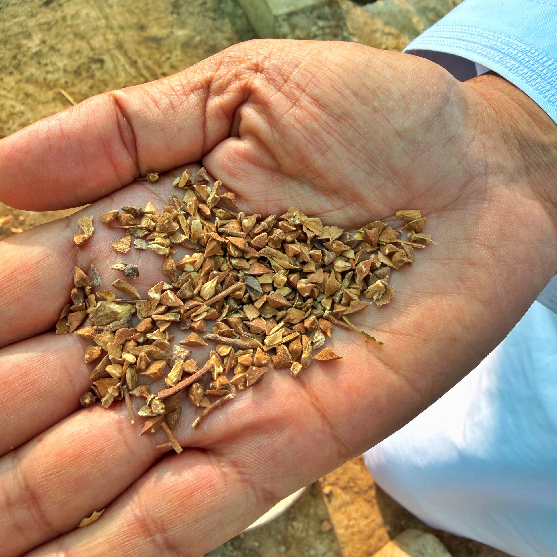 frankincense seeds