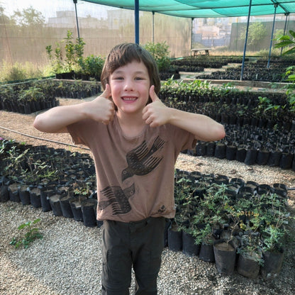 Plant a Frankincense Tree