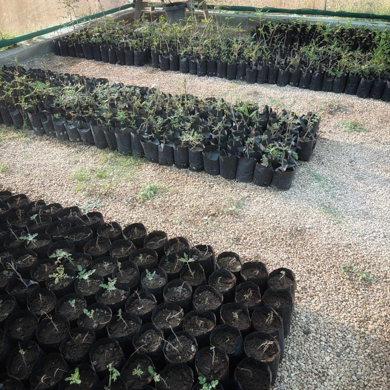 Plant a Frankincense Tree