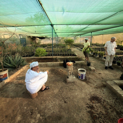 Plant a Frankincense Tree