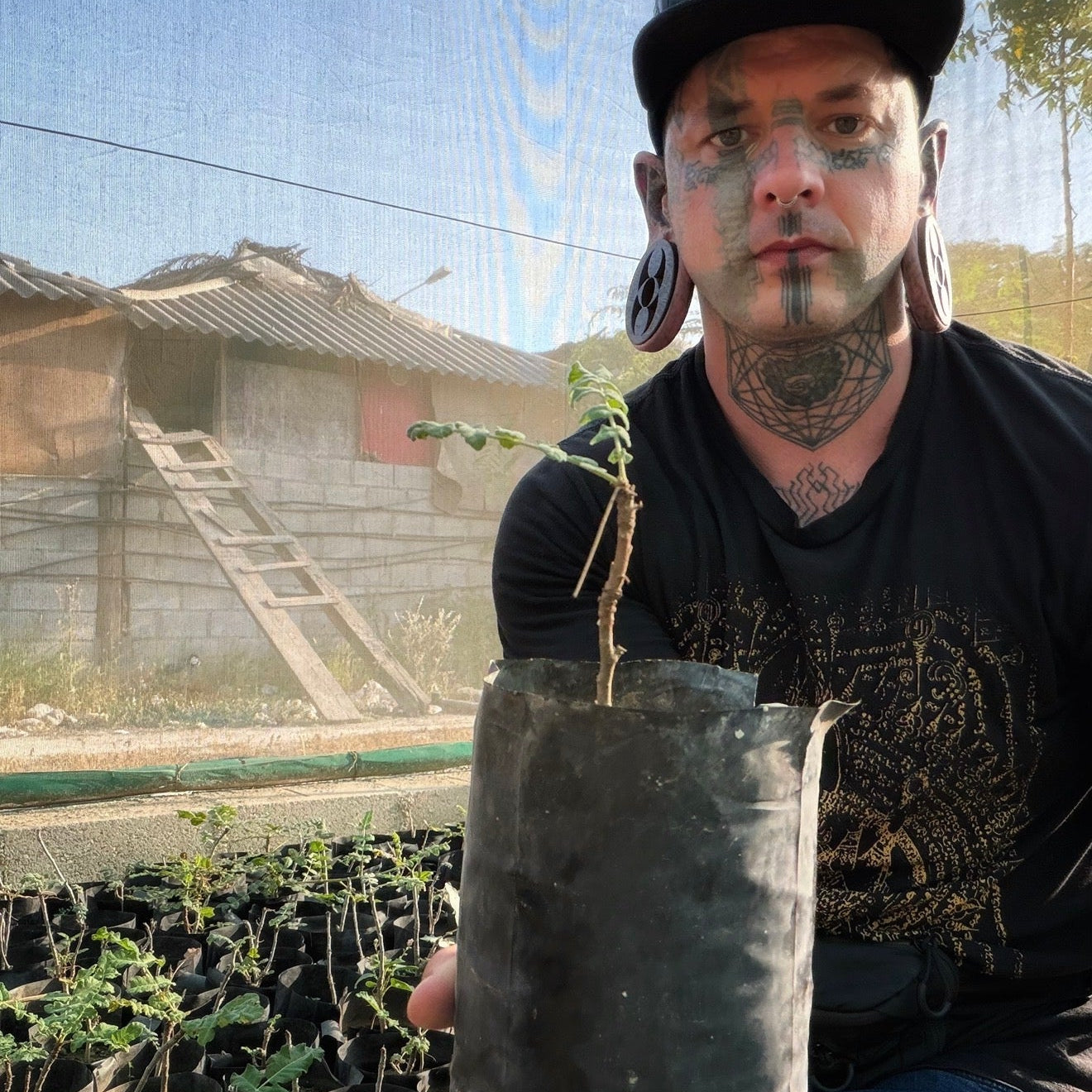 Plant a Frankincense Tree
