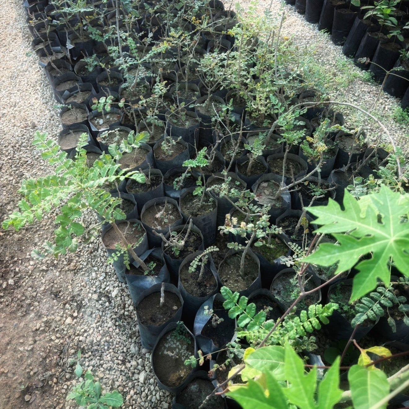 Plant a Frankincense Tree