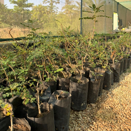 Plant a Frankincense Tree