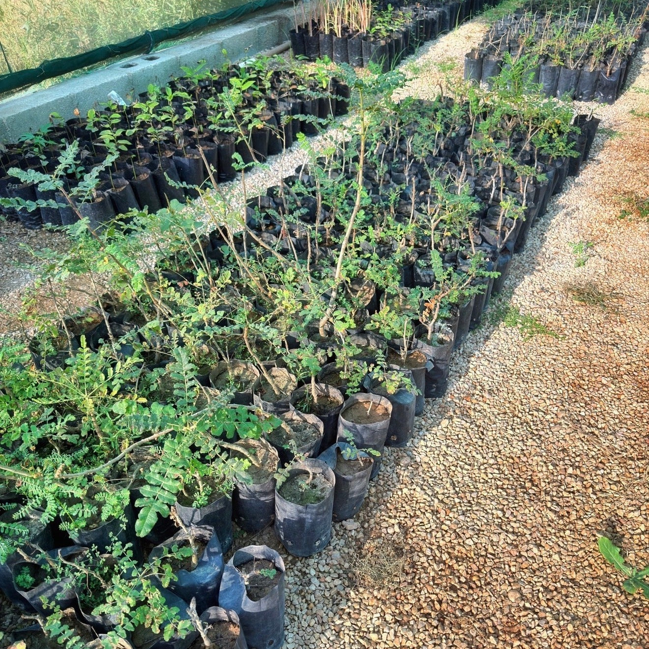 Plant a Frankincense Tree