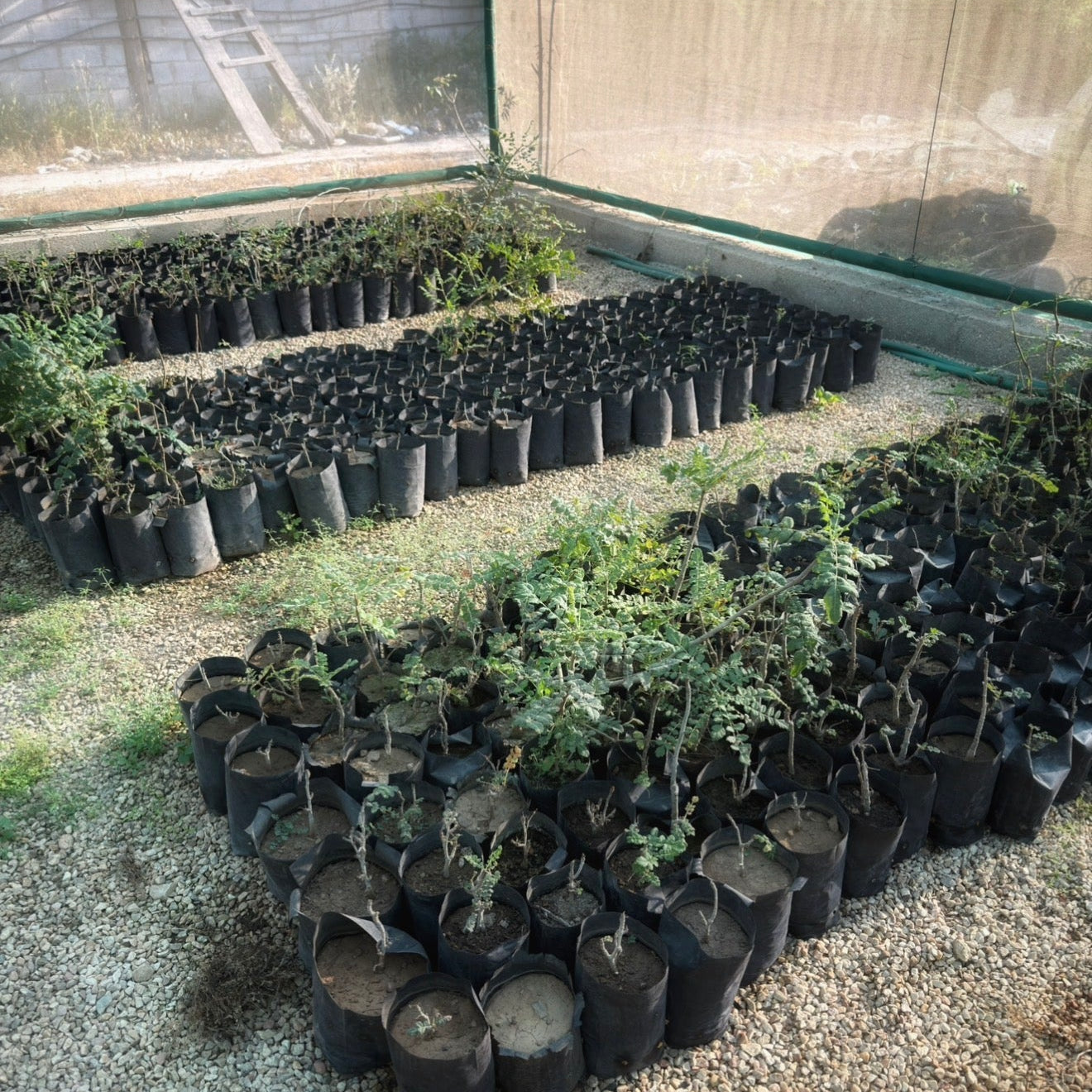 Plant a Frankincense Tree