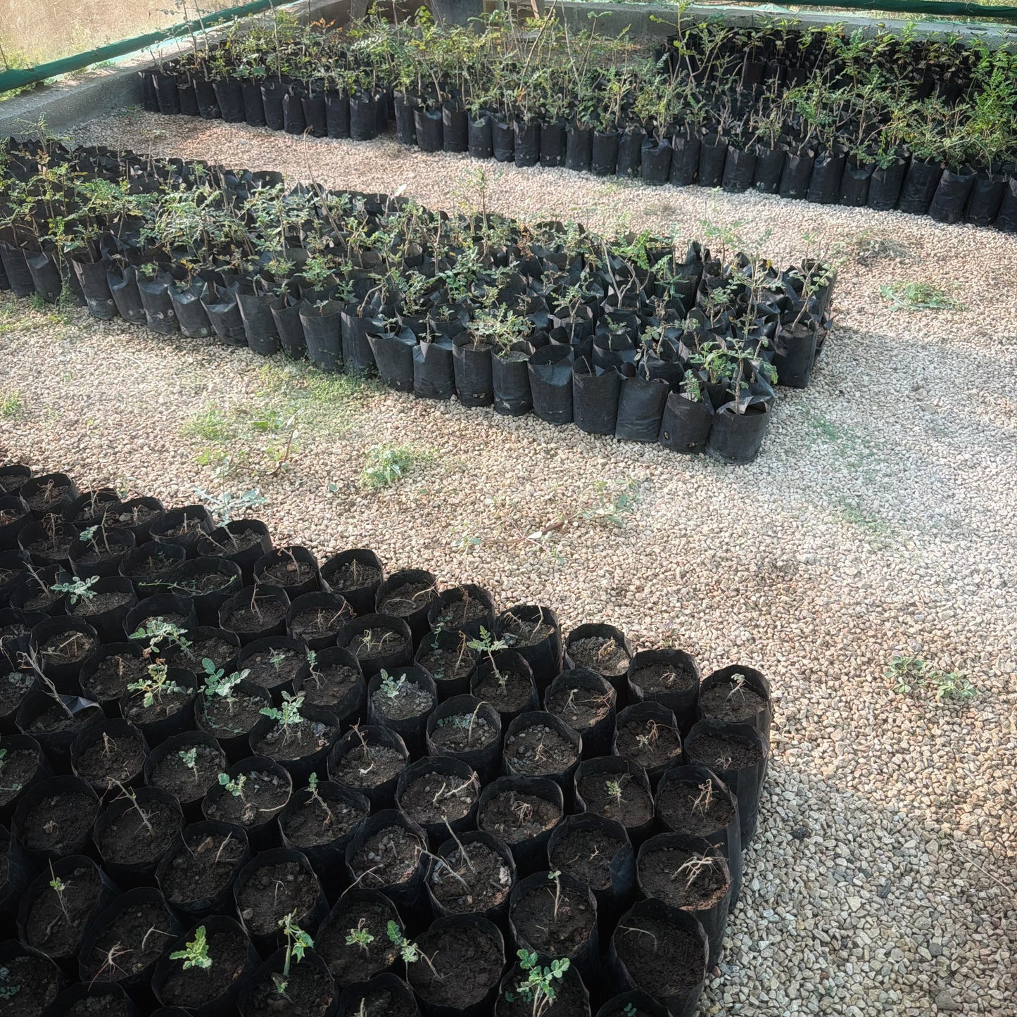 Plant a Frankincense Tree