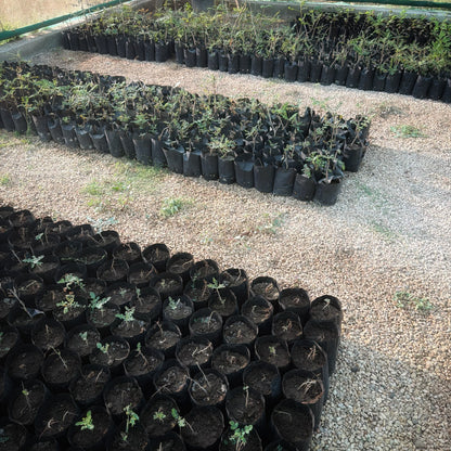 Plant a Frankincense Tree