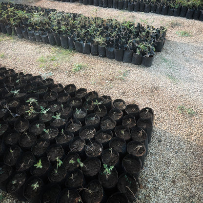 Plant a Frankincense Tree